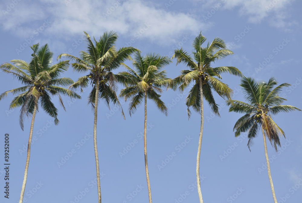 Fototapeta premium Palm trees against a beautiful clear sky