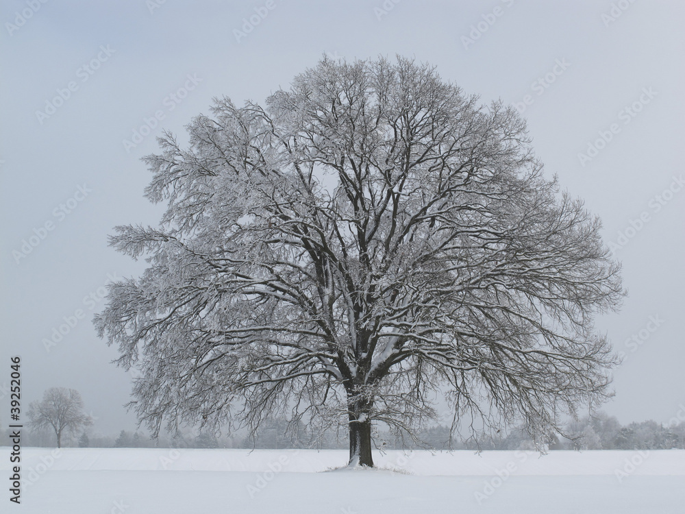 Fototapeta premium Baum Eiche Winter