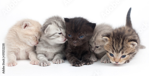 Obraz na plátne Five kittens on a white background