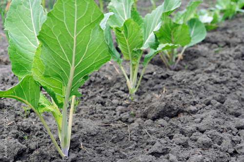 young plantation of the cabbage