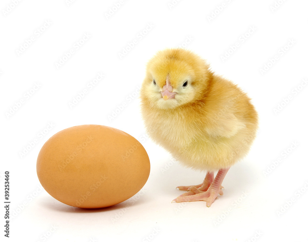 chicken chicken