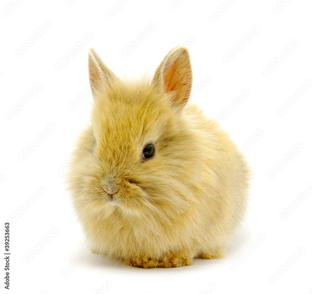 rabbit rabbit