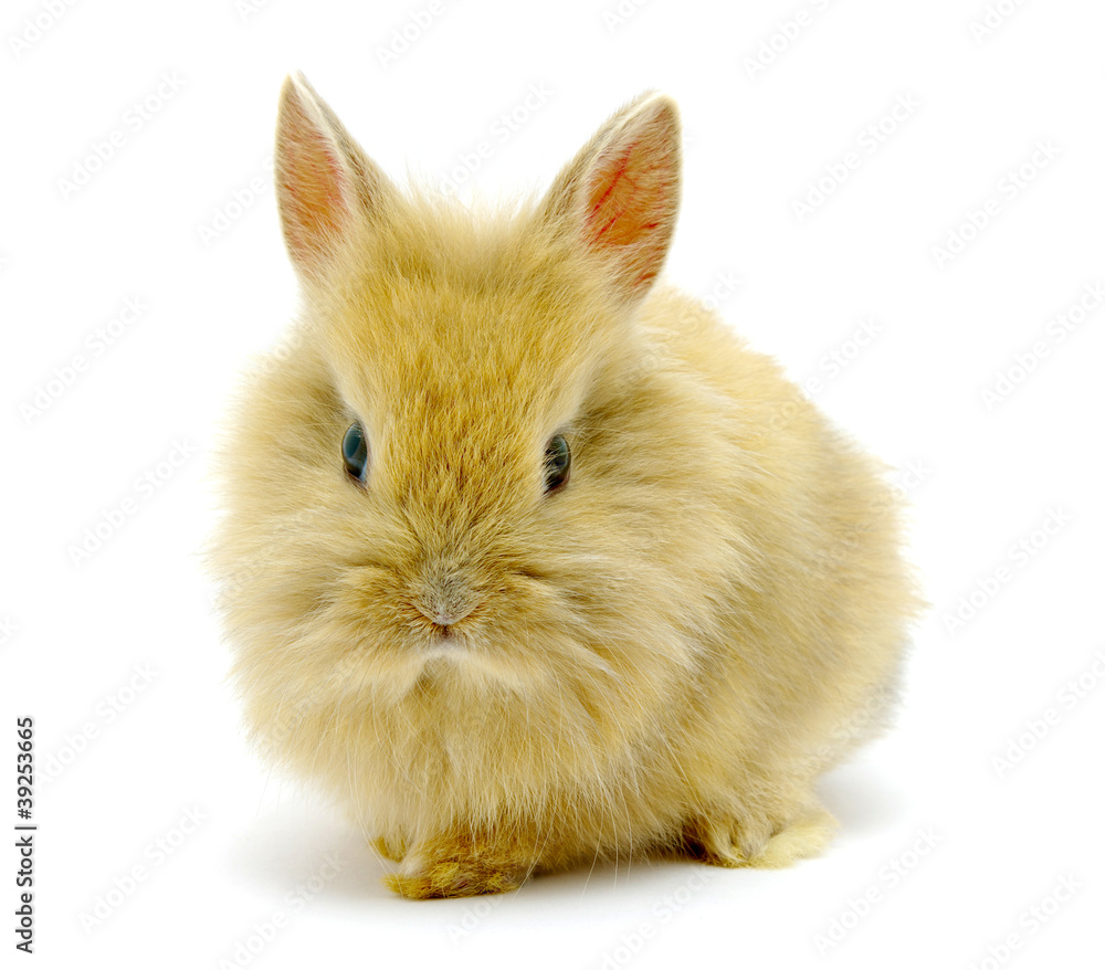 Small brown rabbit Small brown rabbit