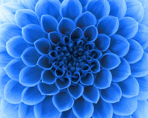 Abstract petals