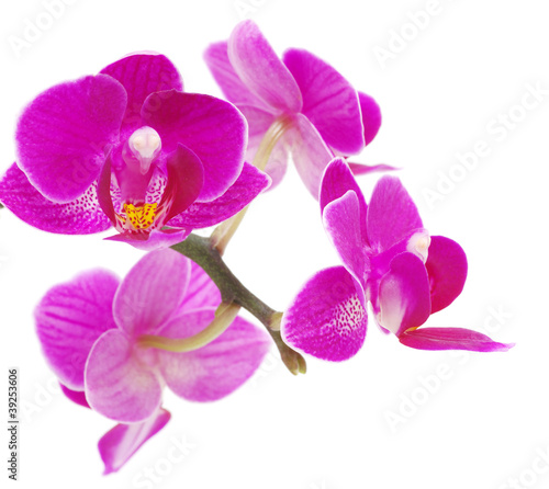 Pink orchid