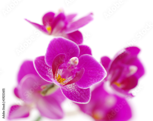 Pink orchid © Alekss