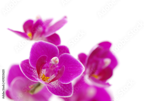 orchid