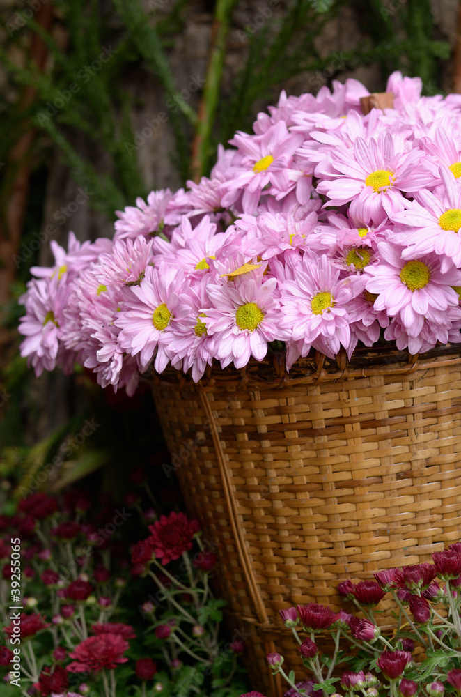 Chrysanthemum flowers in a basket Chrysanthemum flowers in a basket