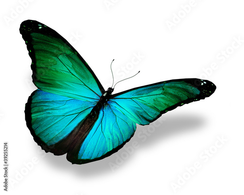 Turquoise butterfly, isolated on white © suns07butterfly