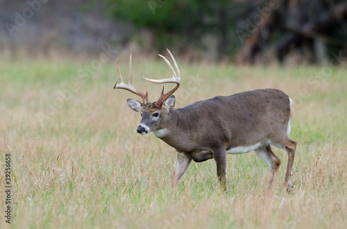 Whitetail deer buck in a foggy field