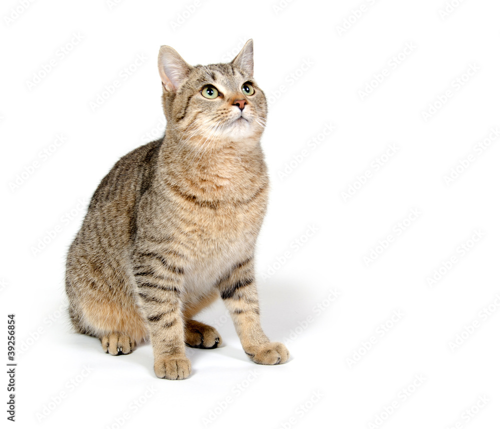Cute cat on white background