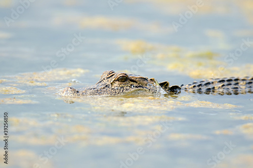 American alligator in still water