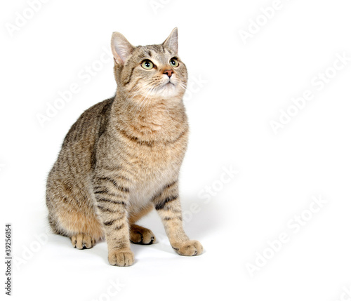 Cute cat on white background