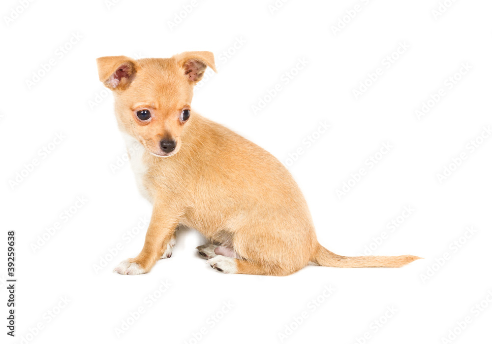 Obraz premium chihuahua puppy (3 months) in front of a white background