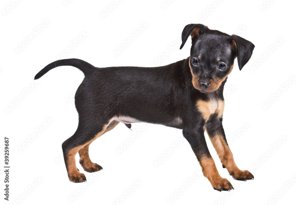 Russian toy terrier on a white background