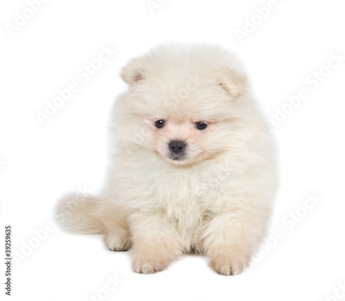 Pomeranian Spitz puppy on a white background © Andrei Starostin