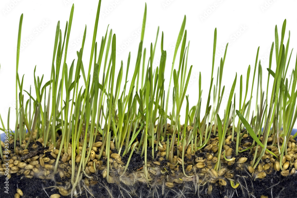 Obraz premium Growing wheat in six stages, stage three