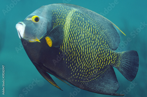 Large French Angelfish swimming in the vicinity of a coral reef. © pipehorse