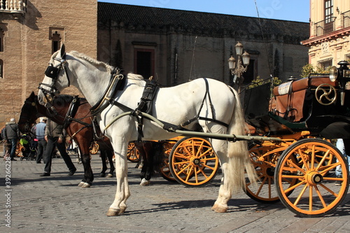 horse carriages in Seville