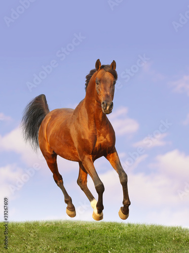 bay arab stallion