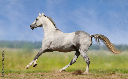 white horse #39267625