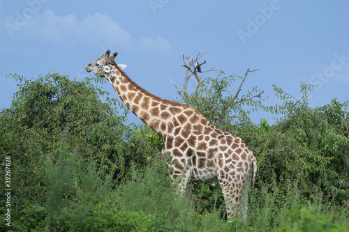 Giraffe - Safari in Afrika