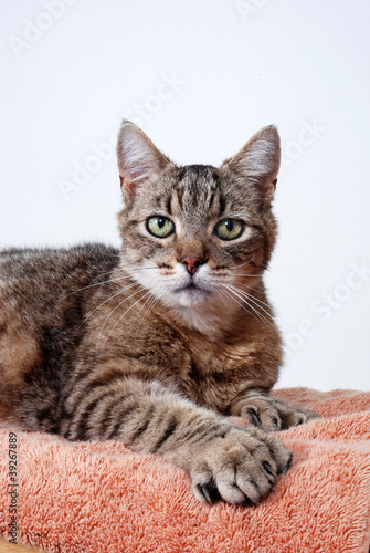 Grey tabby cat portrait © ckellyphoto