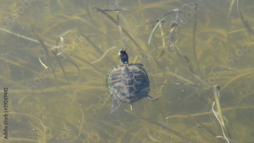 Turtle swimming in lake