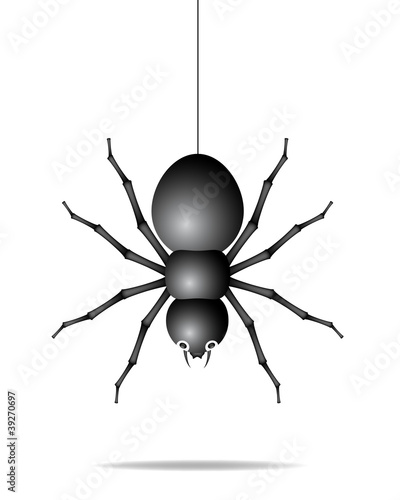 Spider hanging on a gossamer thread © Jiripravda