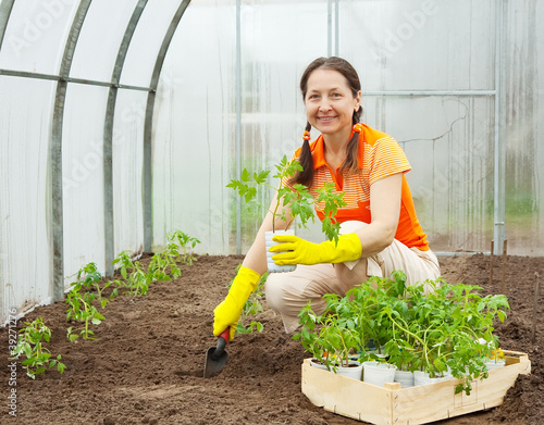 woman planting tomato spouts photo