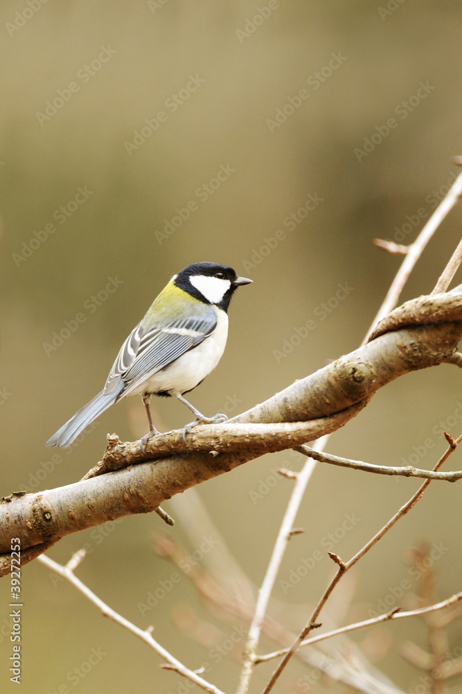 Obraz premium 止まり木のシジュウカラ