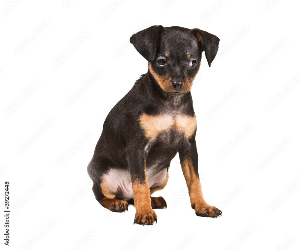 Russian toy terrier on a white background