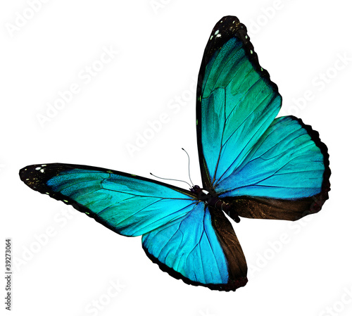 Turquoise butterfly, isolated on white