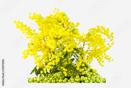 mimosa-verde