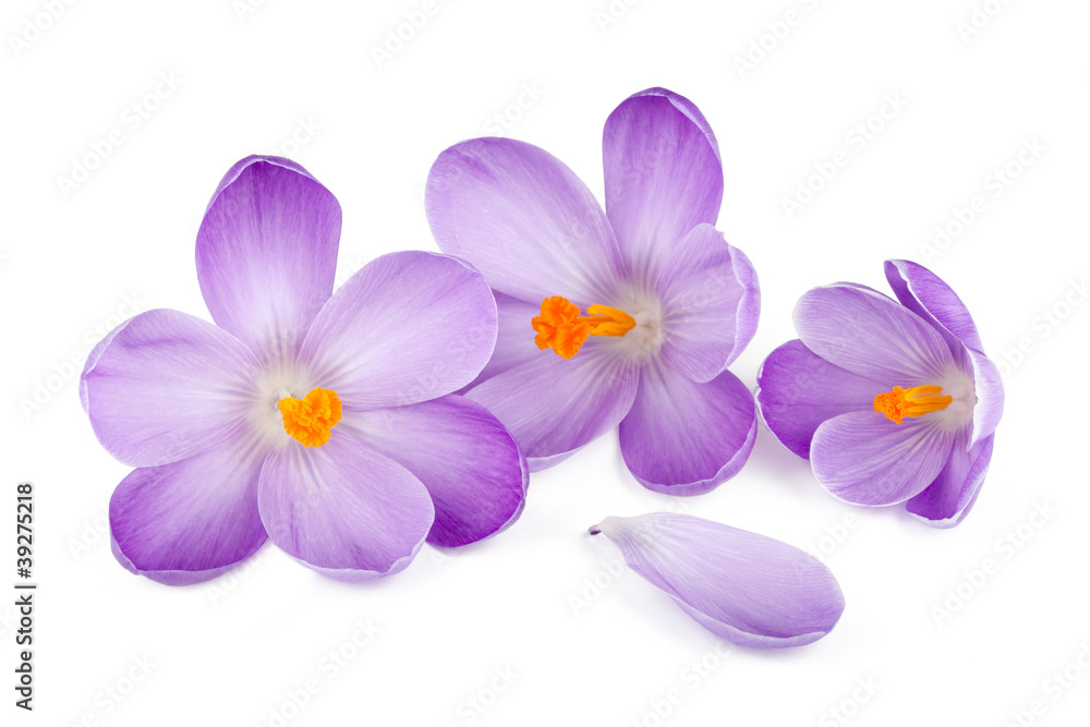Crocus Crocus