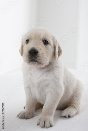 puppy of golden retriever © Richard Semik