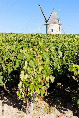 vineyard with windmill near Blaignan, Bordeaux Region, France
