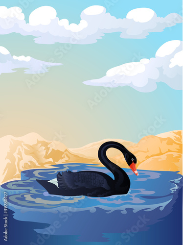 black swan on the lake