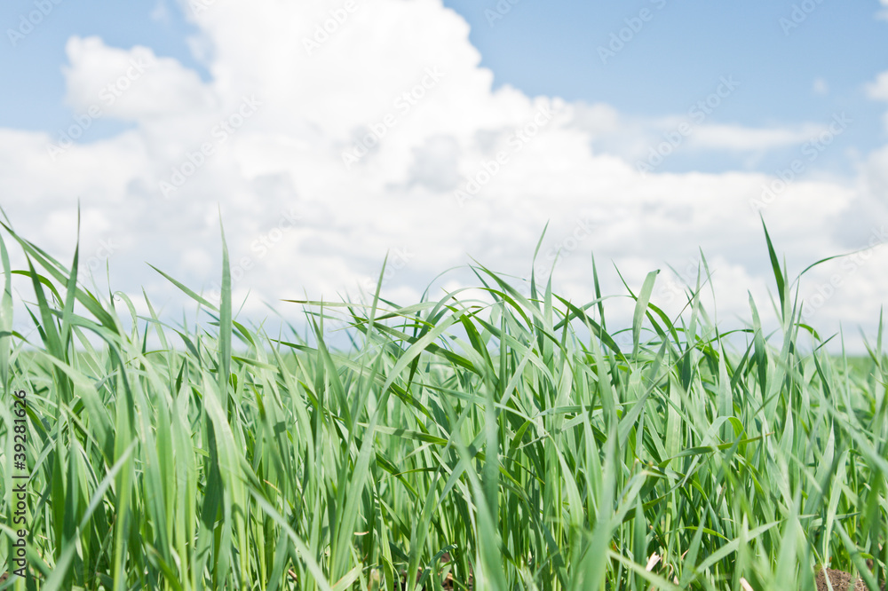 Fototapeta premium Juicy green foliage in the middle of summer