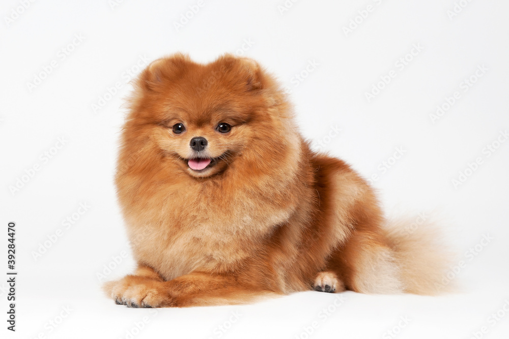 Pomeranian puppy on white gradient background Pomeranian puppy on white gradient background