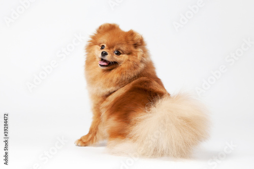 Pomeranian puppy on white gradient background © dionoanomalia