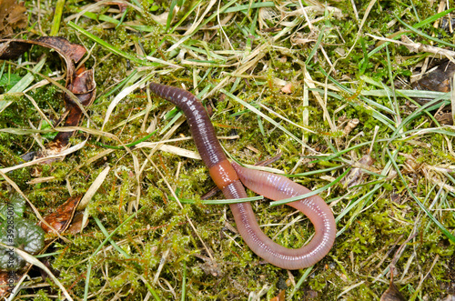 Regenwurm geringelt auf Wiese