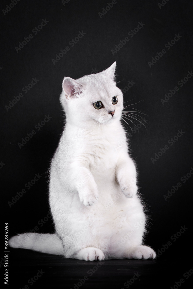 Britisch Kurzhaar Kitten, sitzend, schwarzer Hintergrund Britisch Kurzhaar Kitten, sitzend, schwarzer Hintergrund