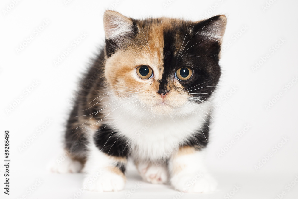 Britisch Kurzhaar Kitten, dreifarbig, weißer Hintergrund Britisch Kurzhaar Kitten, dreifarbig, weißer Hintergrund