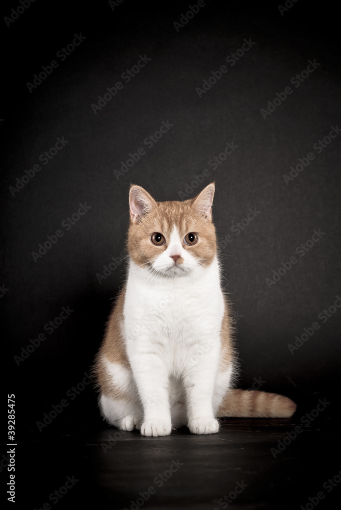Britisch Kurzhaar Katze, rotweiß, schwarzer Hintergrund Britisch Kurzhaar Katze, rotweiß, schwarzer Hintergrund