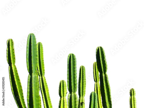 Isolated cactus