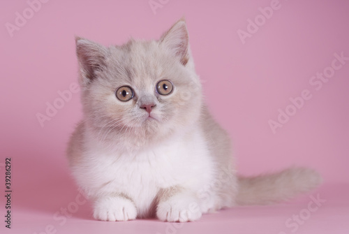 Britisch Kurzhaar Kitten, Tortie, frontal, sitzend