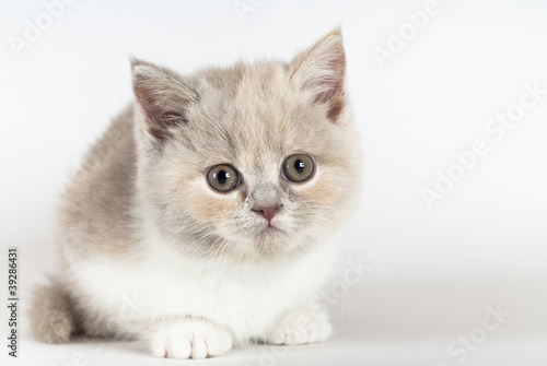 Britisch Kurzhaar Kitten  Tortie  sitzend  wei  er Hintergrund