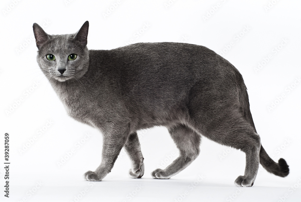 Russisch Blau Katze Stehend Wei er Hintergrund Stock Photo Adobe Stock