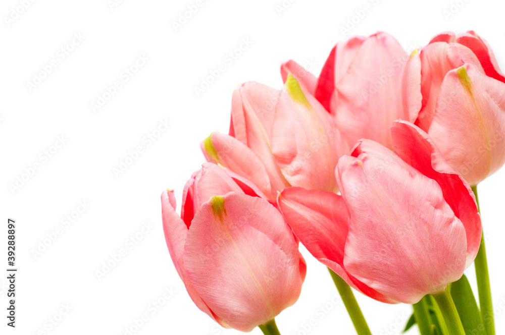 Pink tulips on white background Pink tulips on white background